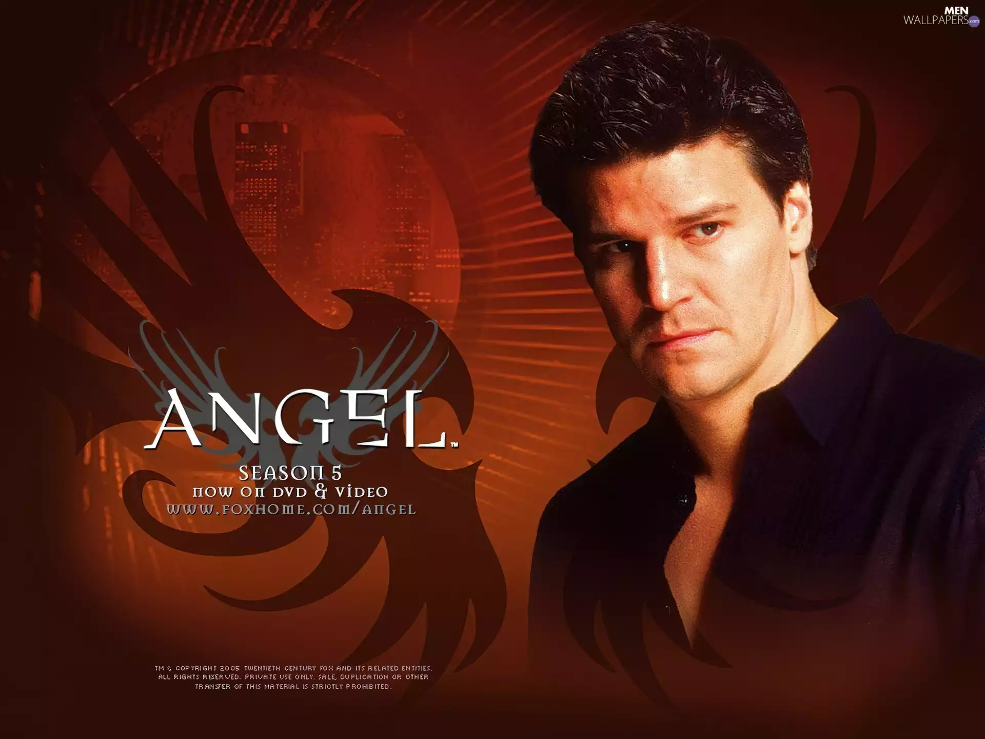 David Boreanaz, dark blue shirt