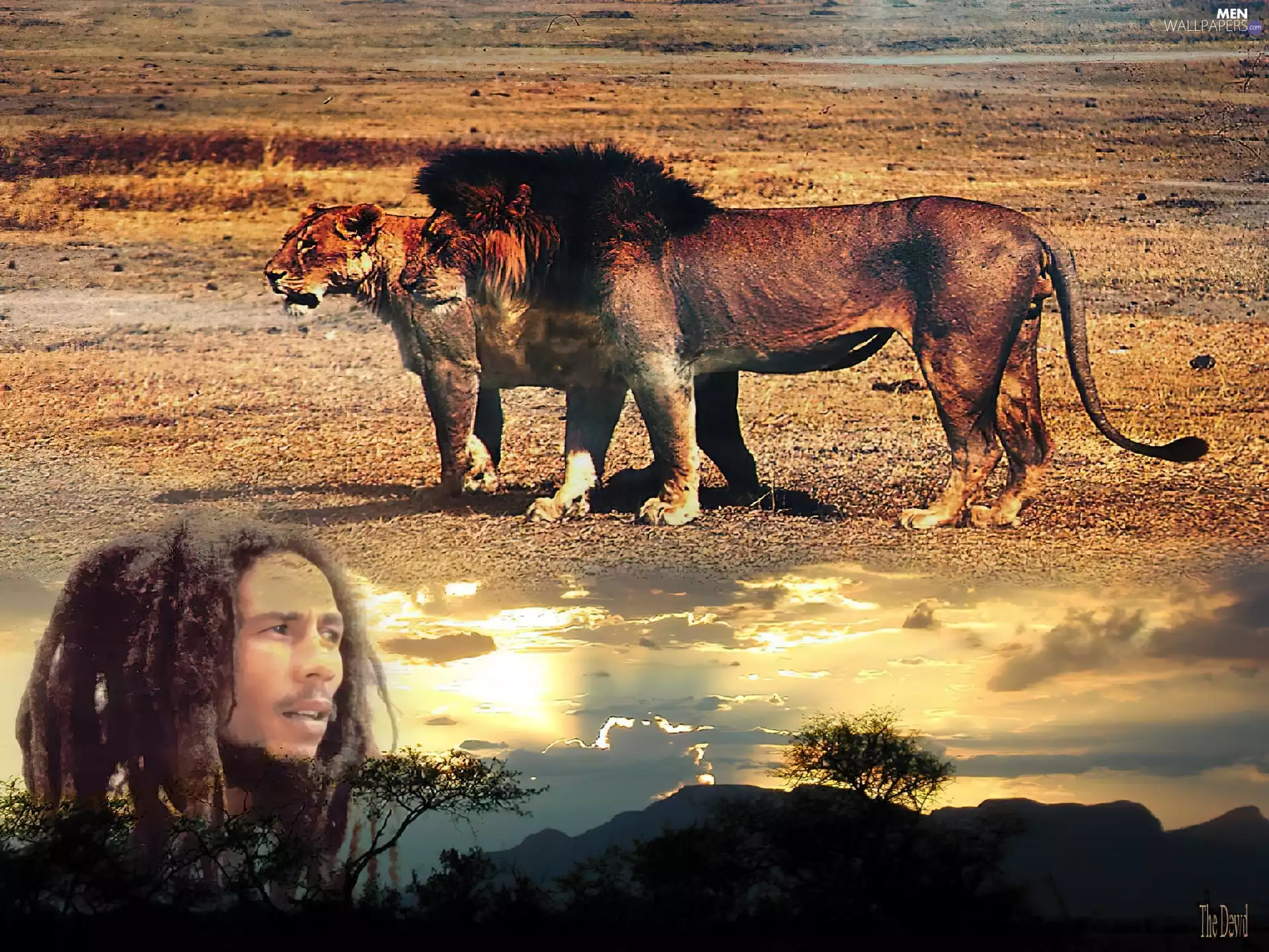 tiger, Bob Marley, Lion