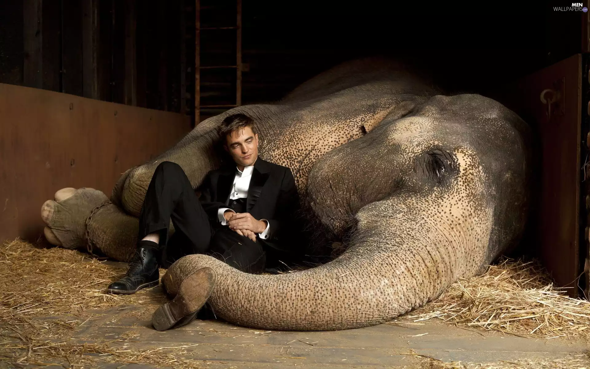 a man, Elephant, trumpet, suite