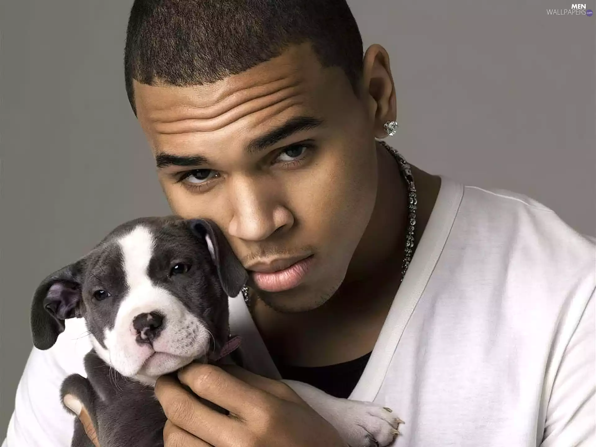 Puppy, Chris, Brown