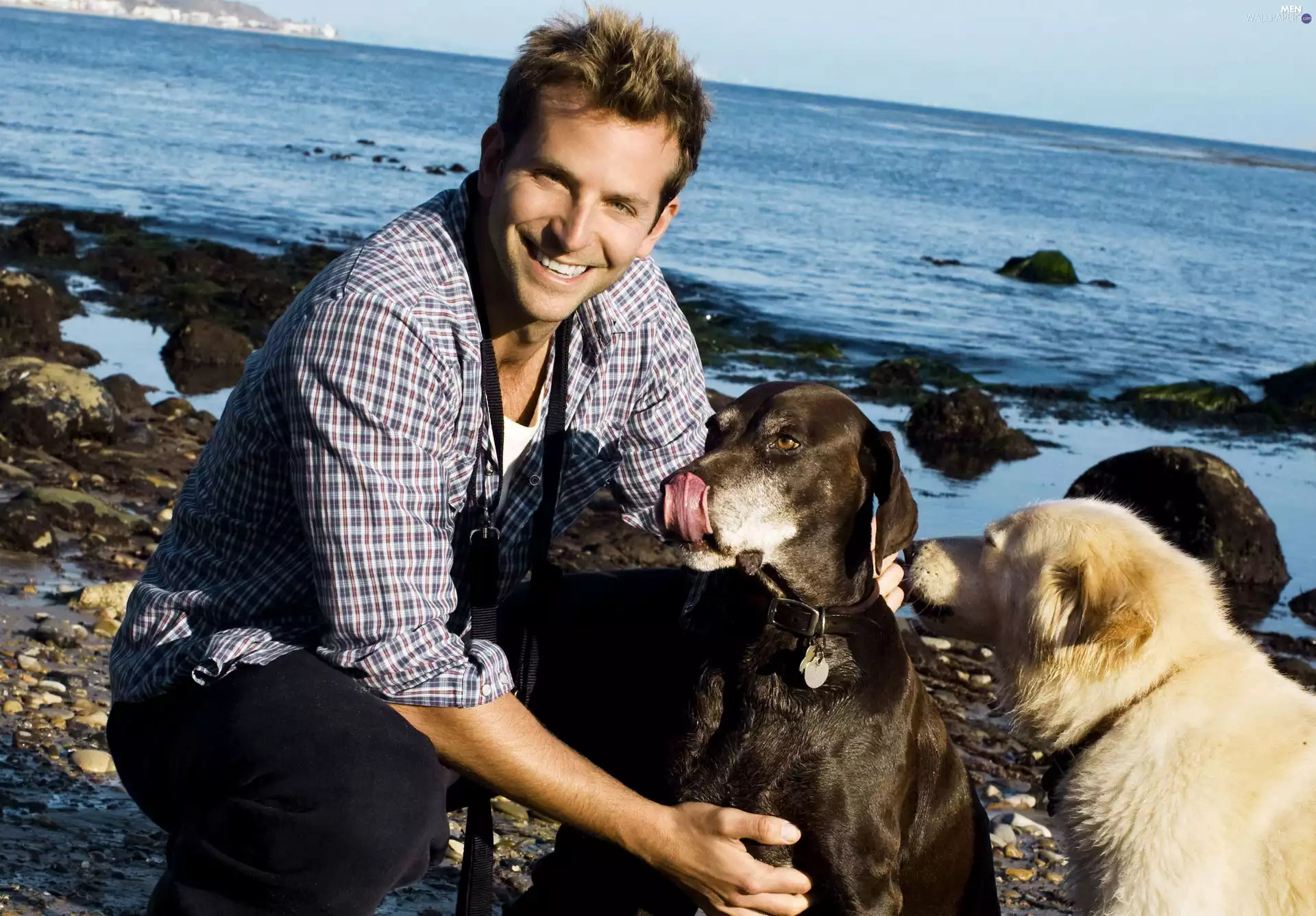 Dogs, Bradley Cooper, sea