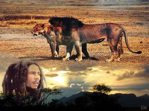 tiger, Bob Marley, Lion