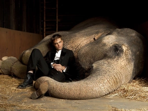 a man, Elephant, trumpet, suite